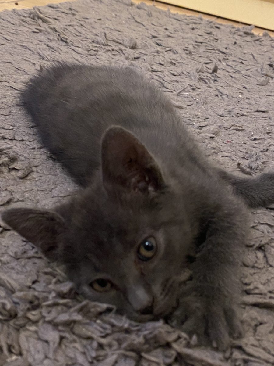 Pisoi