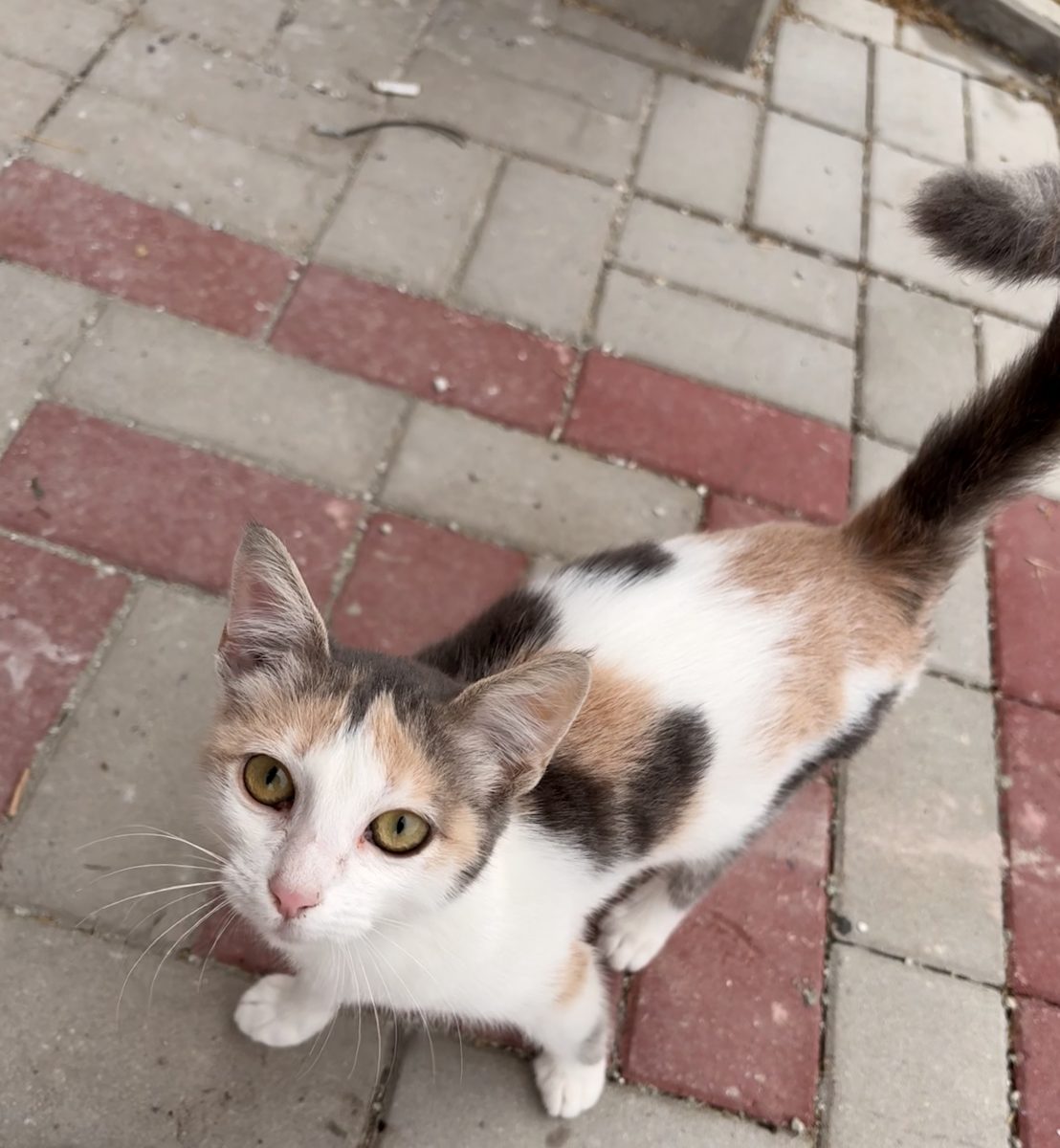 Adopție urgență pisicuță prietenoasă caută cămin