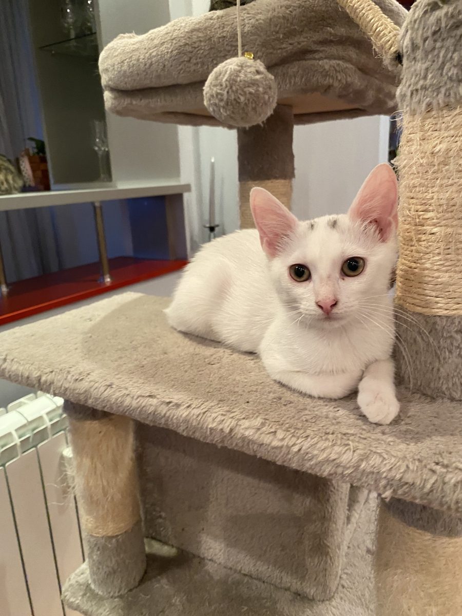 Molly pisicuța perfectă pentru orice familie ♥️♥️♥️