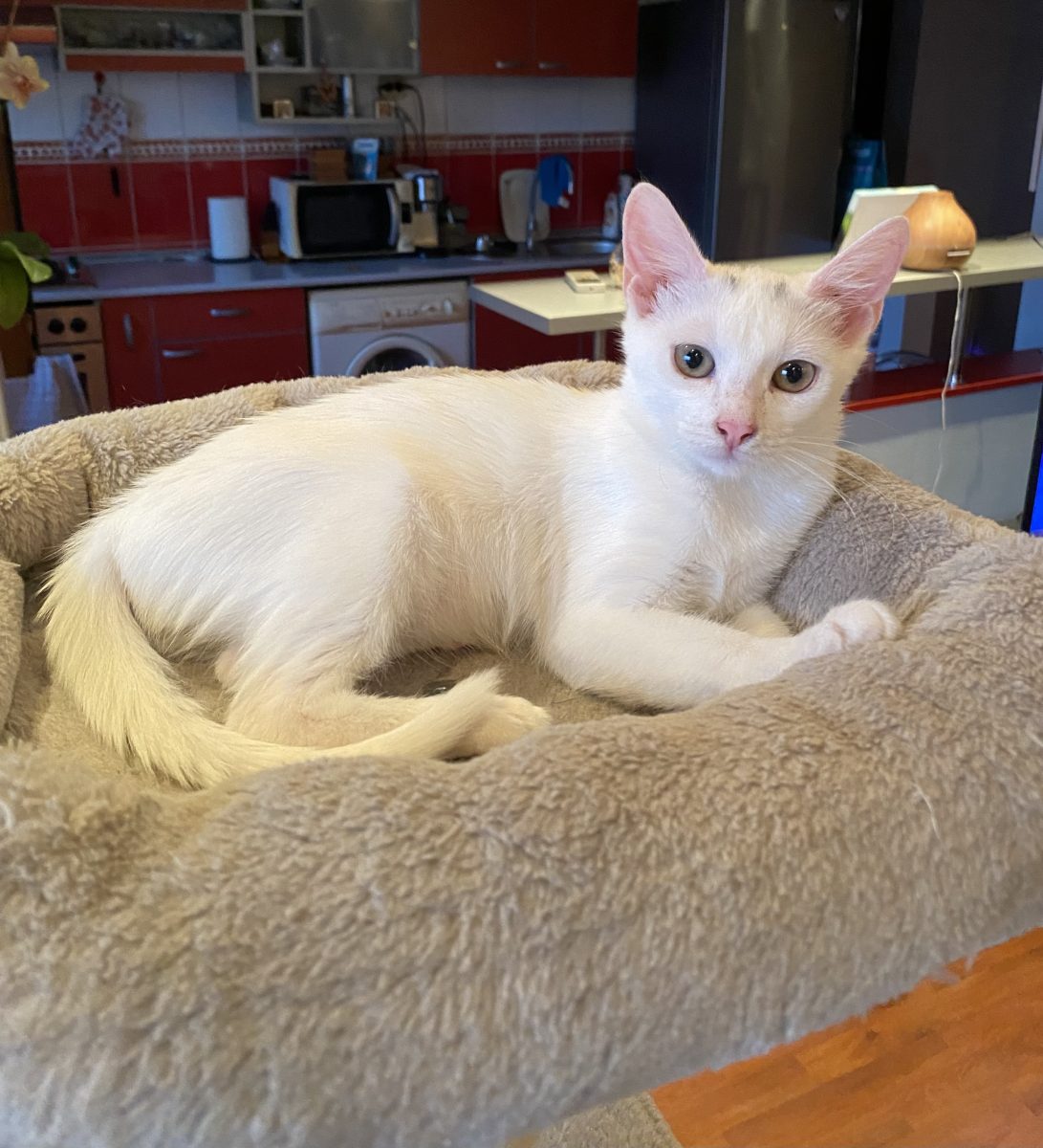 Molly este pisicuța perfectă ♥️