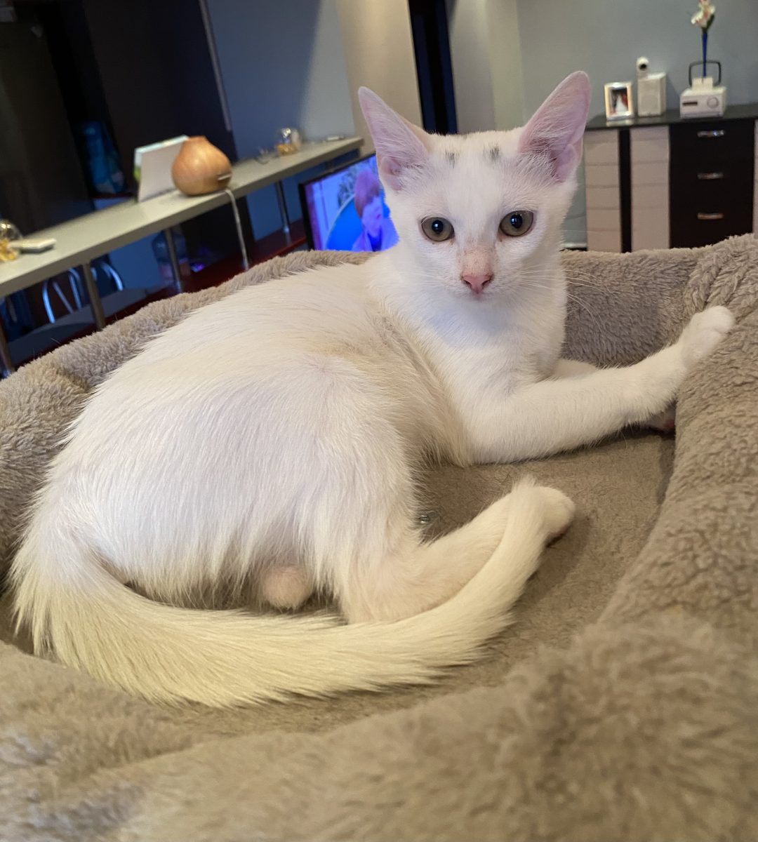Molly pisicuța perfectă 😍