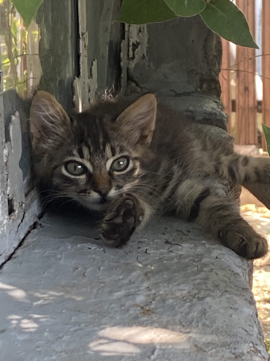 Puma își caută familie 🐱💗