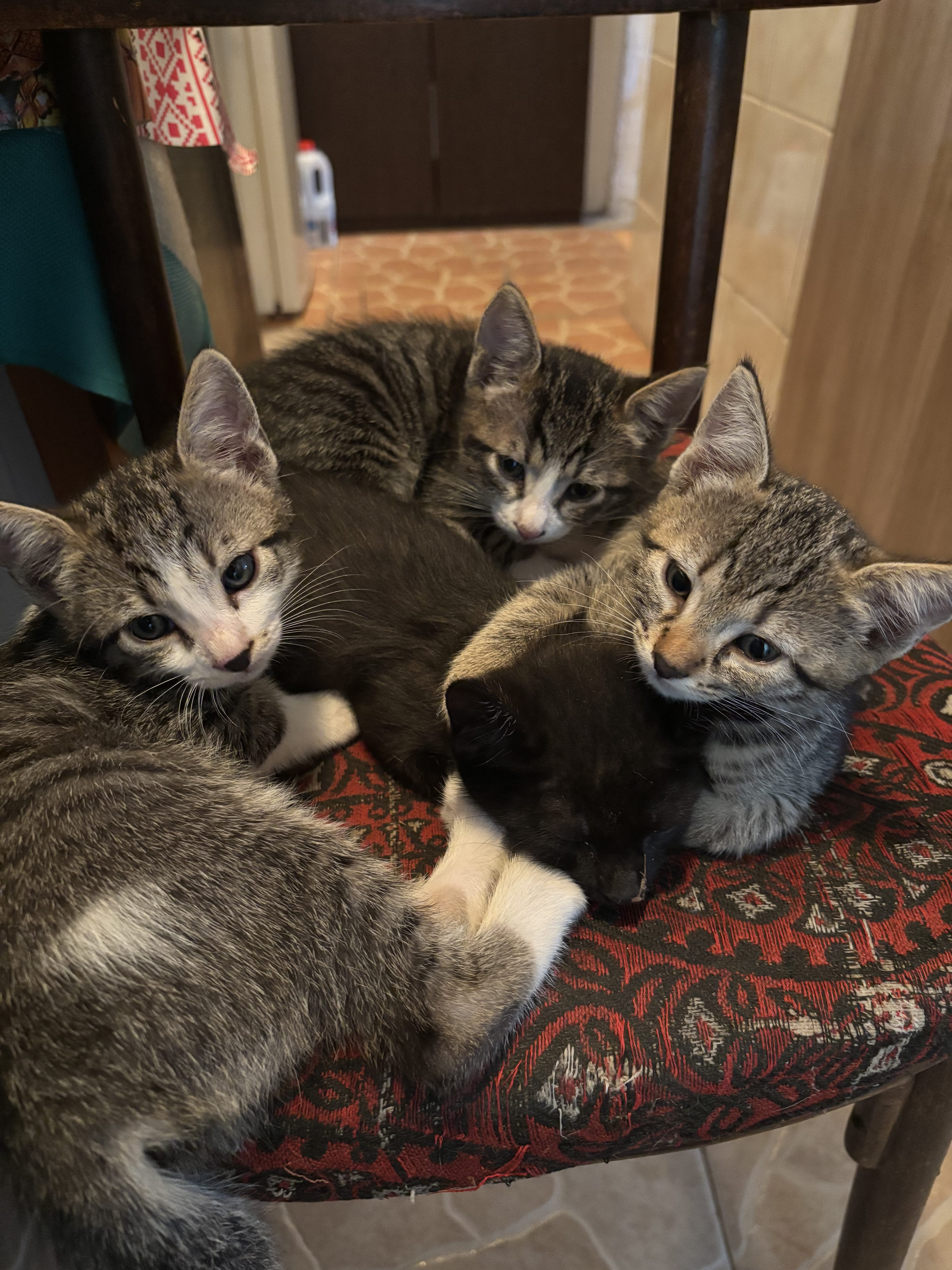 4 pui de pisică pentru adopție