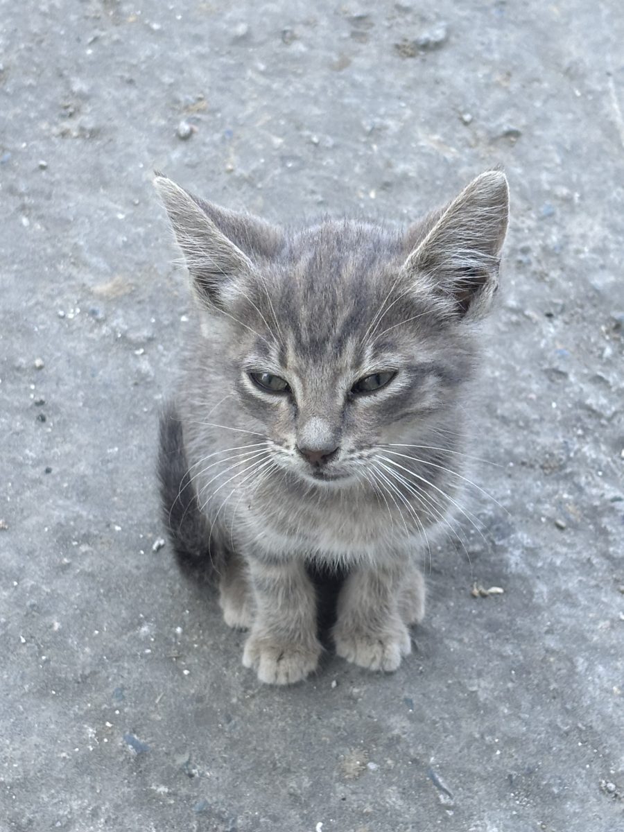 Pisicuța abandonata