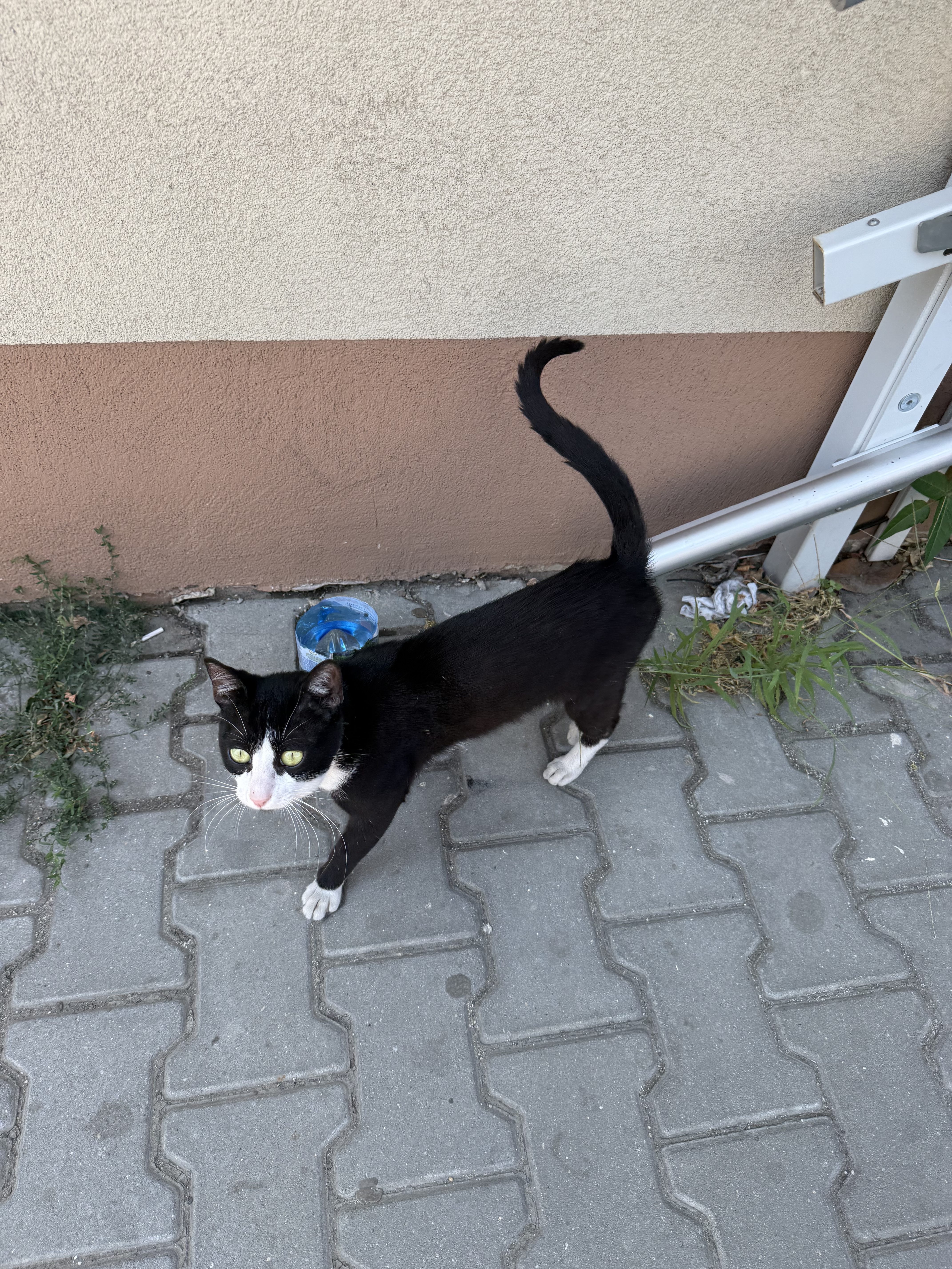 Motanel care sta pe strada isi cauta familie