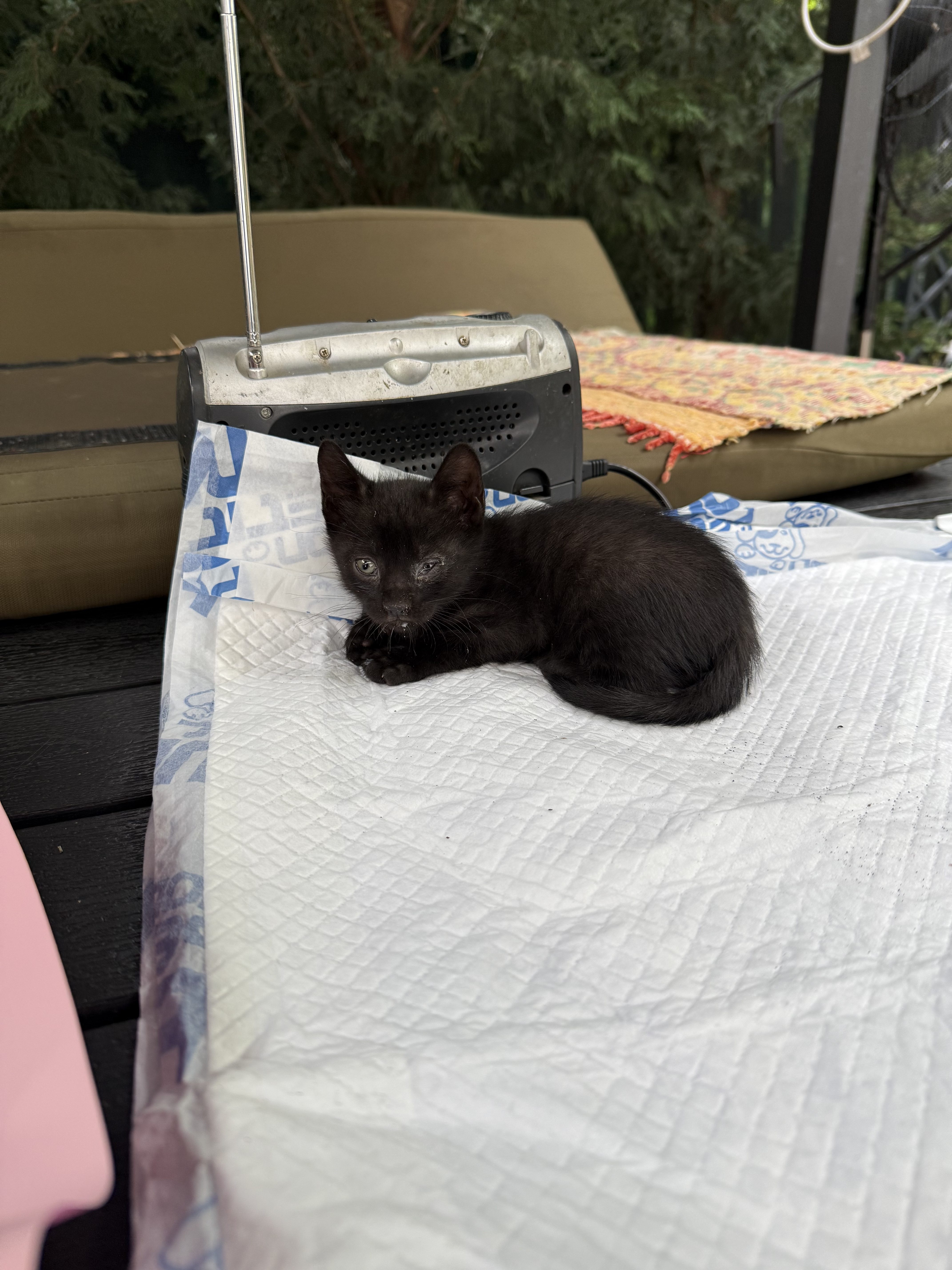 Pui de pisica spre adoptie