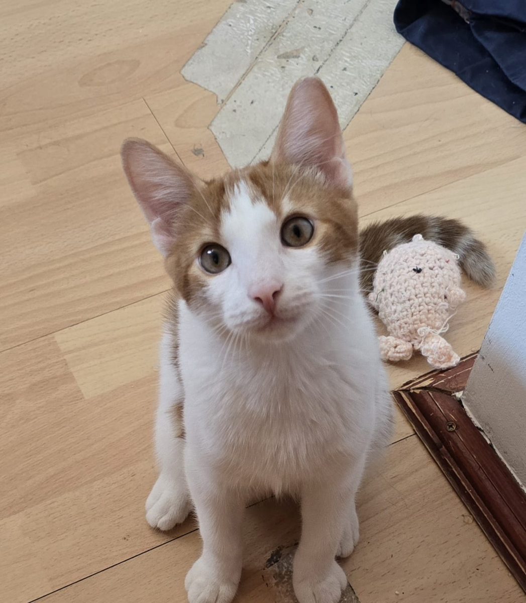 Louie, un francer din Bucuresti.