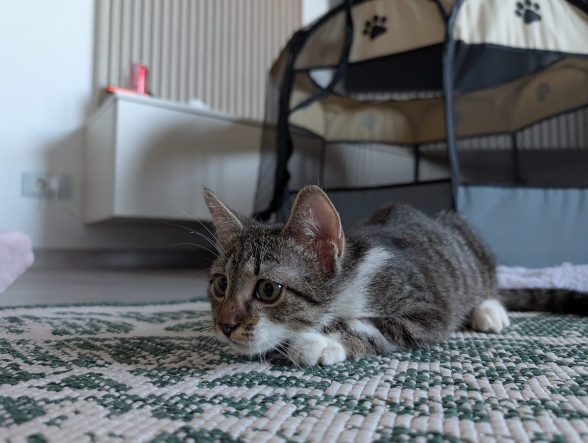 Kuma si Tofu își caută casa URGENT!
