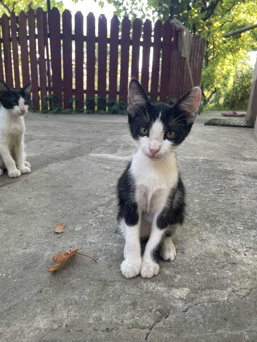 Familie pentru motănei alb cu negru