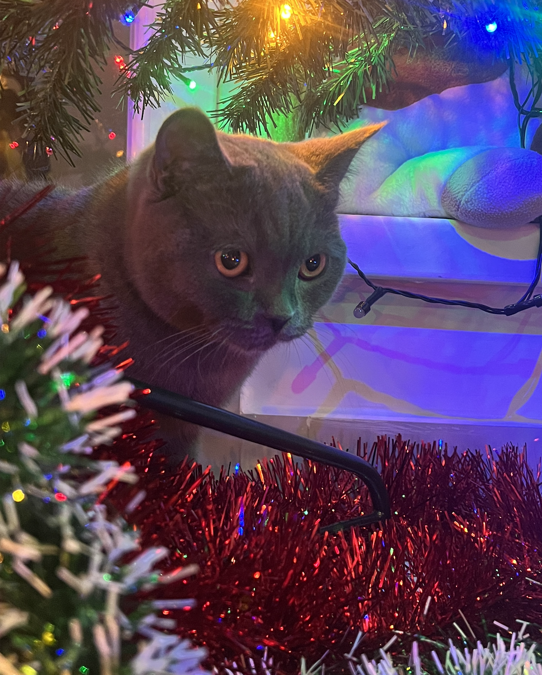 British shorthair își caută familie nouă