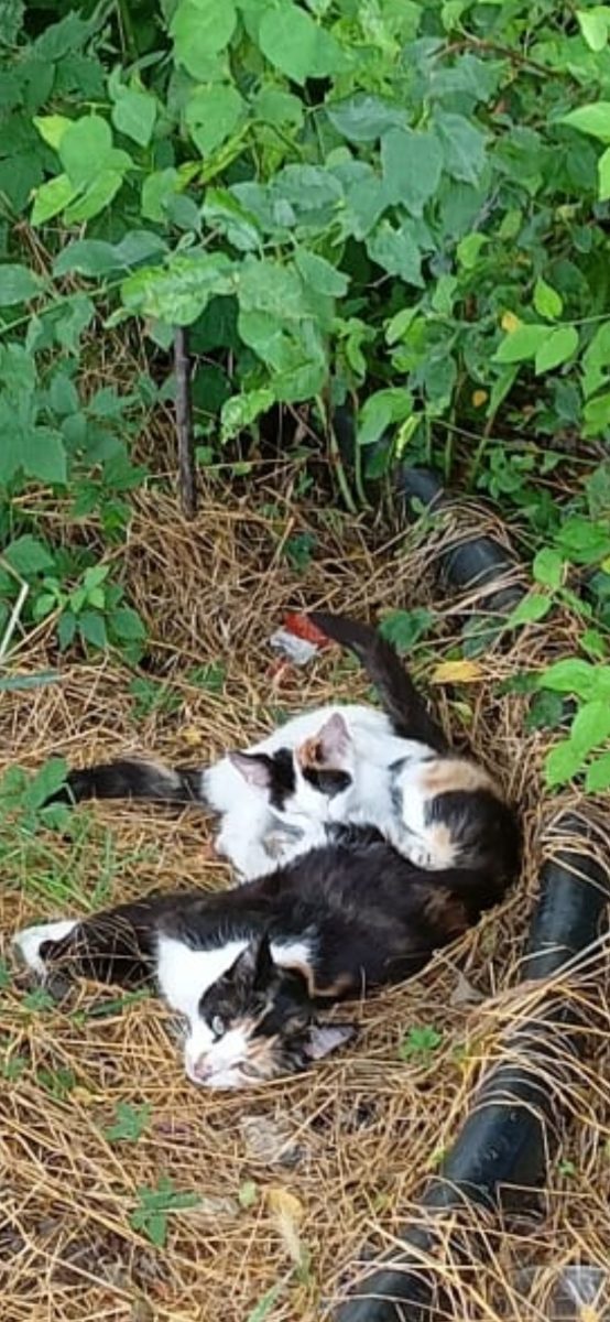 Urgent, pisicuțe mici și mari abandonate!