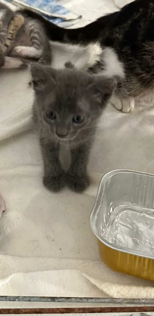 Baby isi doreste sa ajunga acasa