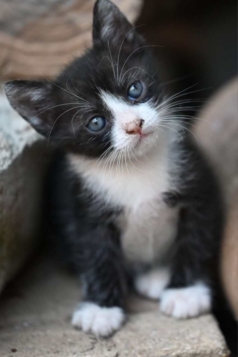 Motanel pentru adoptie