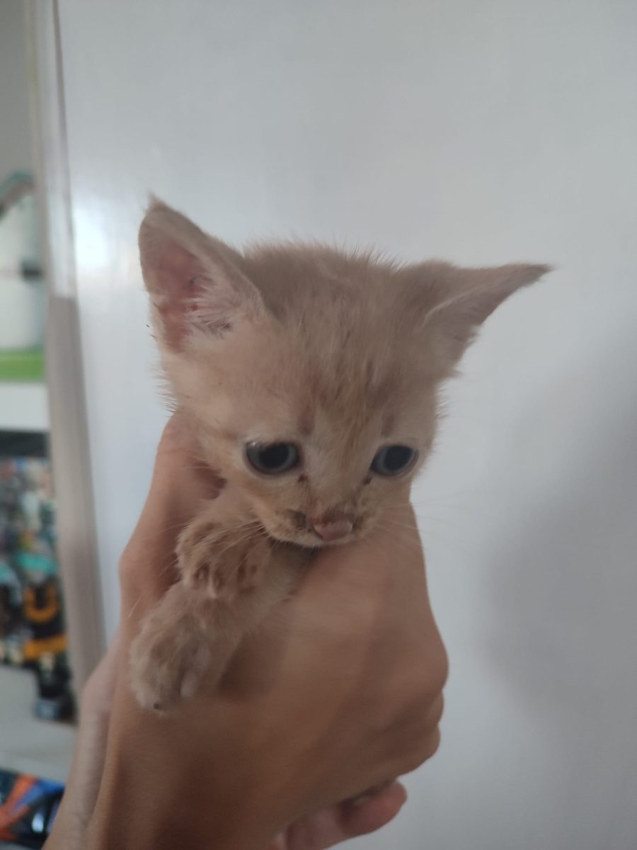 Pui pisica baiat 4 saptamani