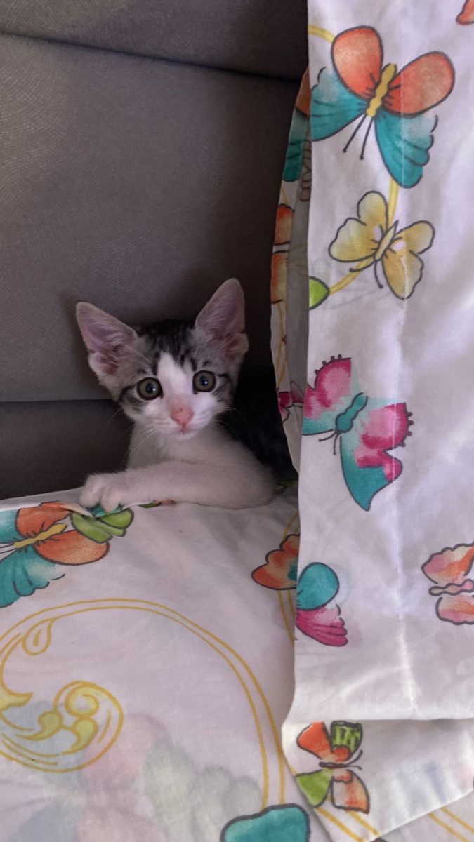 Messi si Lia isi cauta casute!