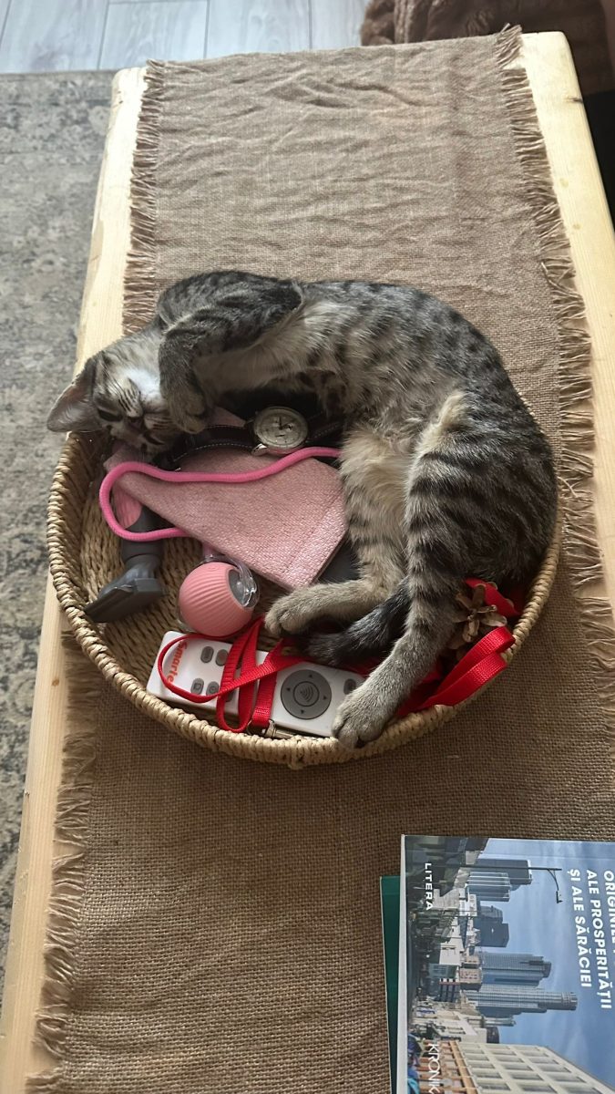 Daisy, ~3 luni, jucăușă și drăgăstoasă!