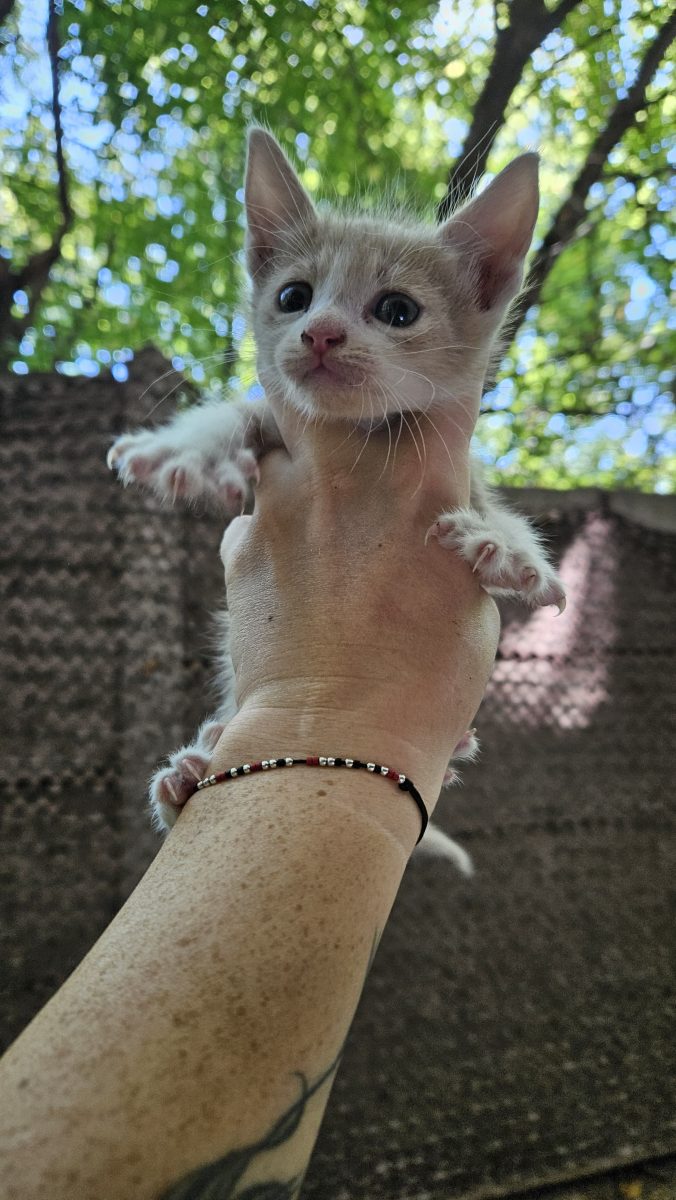 8 pui de pisica