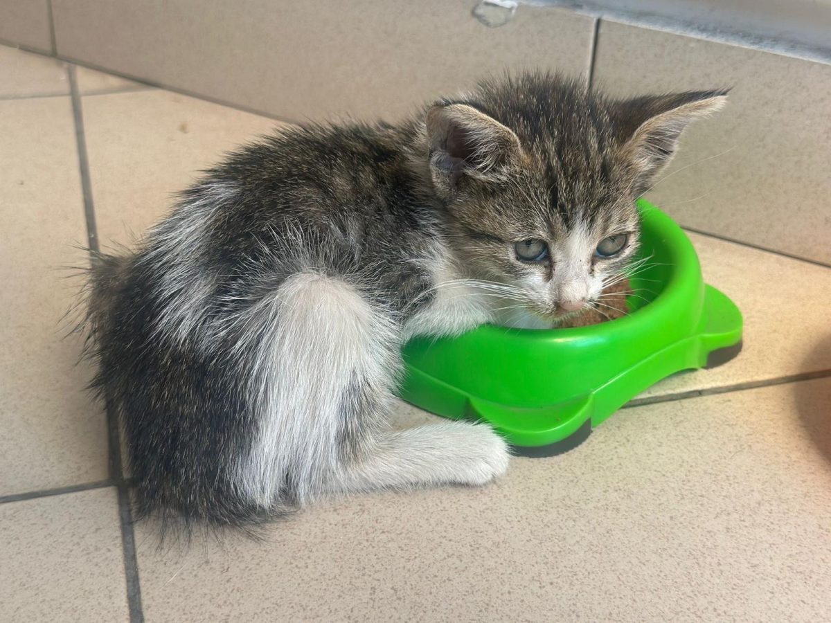 Pisicuta spre adoptie