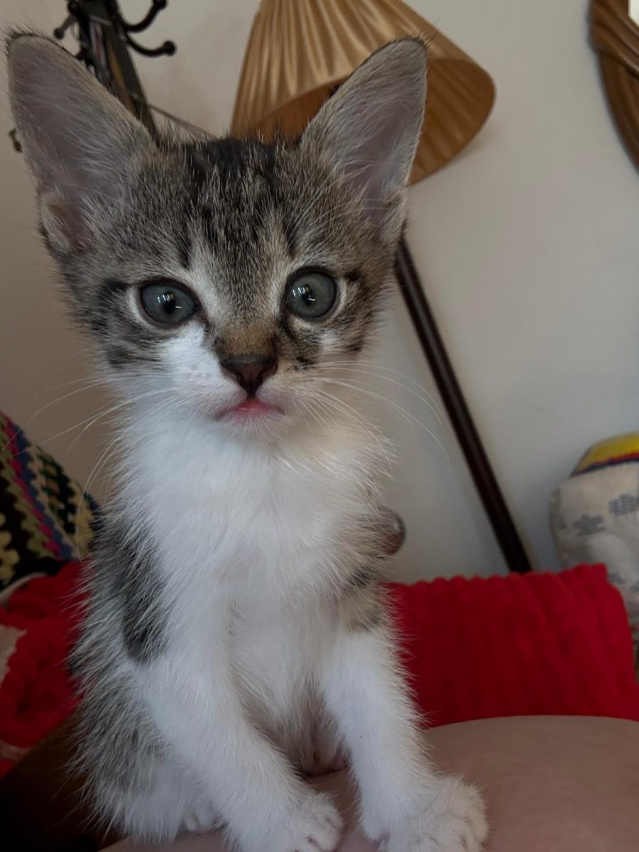 2 pisoiasi dragalasi spre adoptie