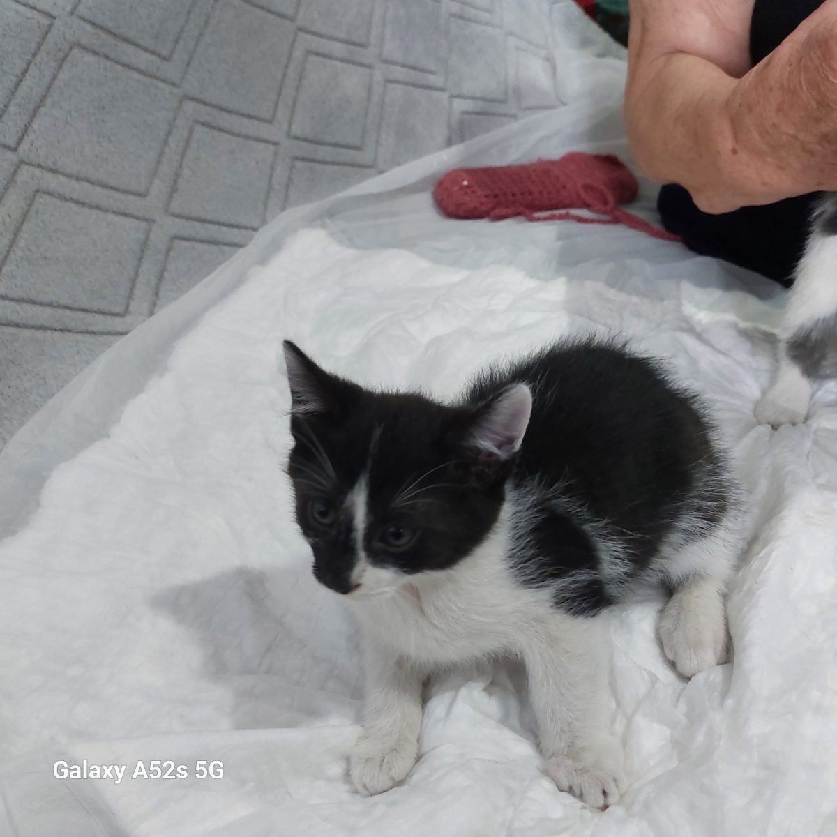 Doi fratiori de 3 luni cautam o casuta si niste oameni care sa ne iubeasca.