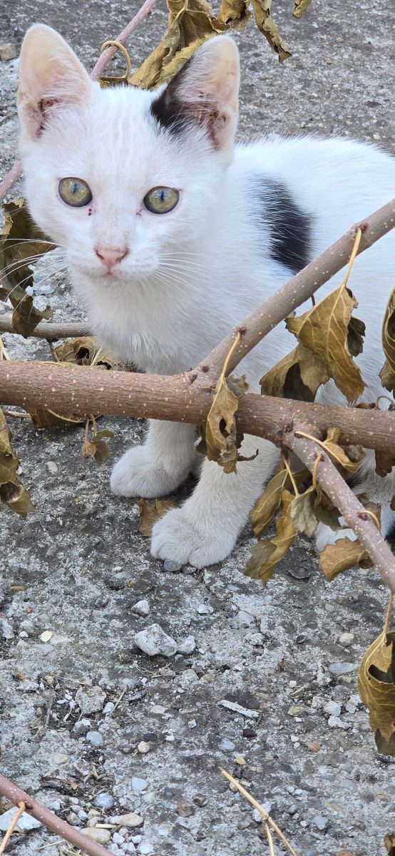 Adopție BUCUREȘTI-VOLUNTARI IlFOV