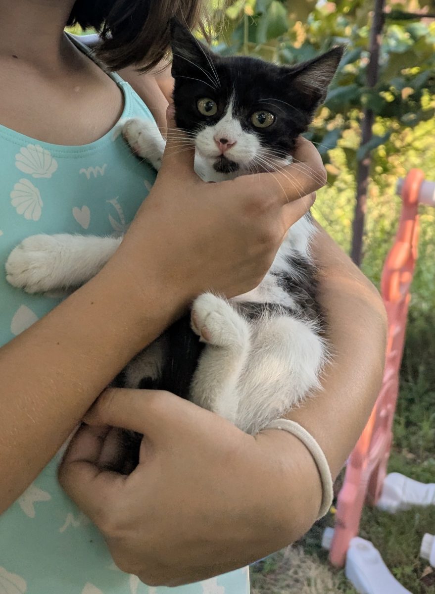 Donez pui pisica Bucuresti sau Tg-Jiu