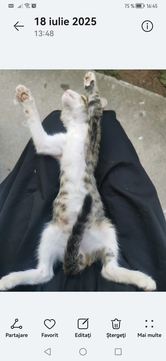Adopție Frodo
