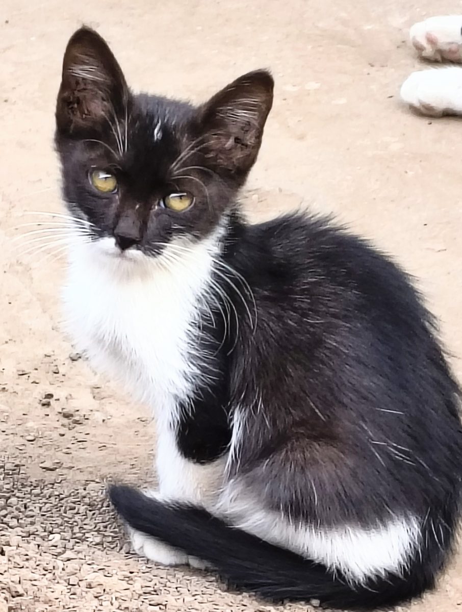 Pisicuta alb cu negru 10 saptamani