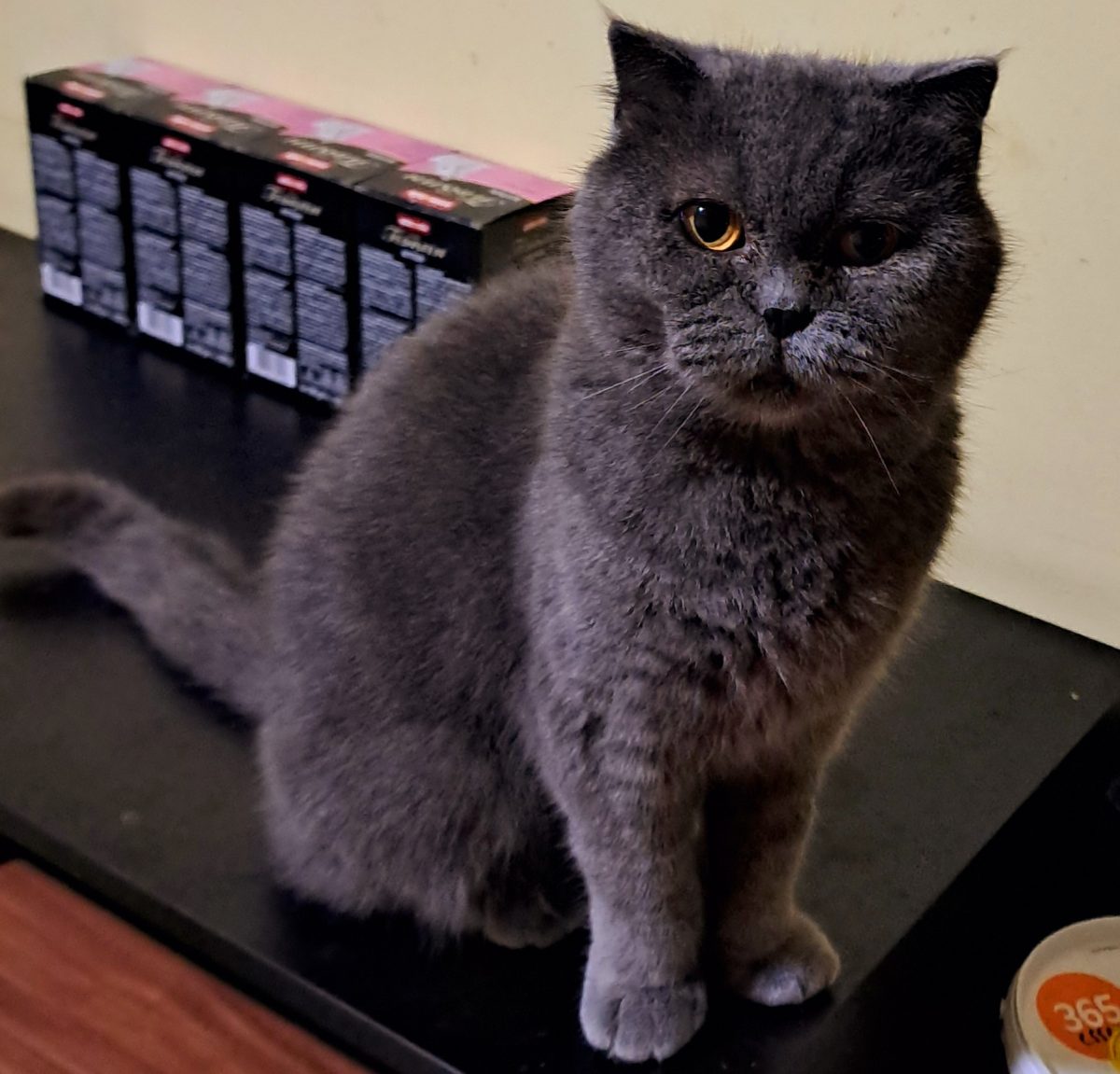 British shorthair