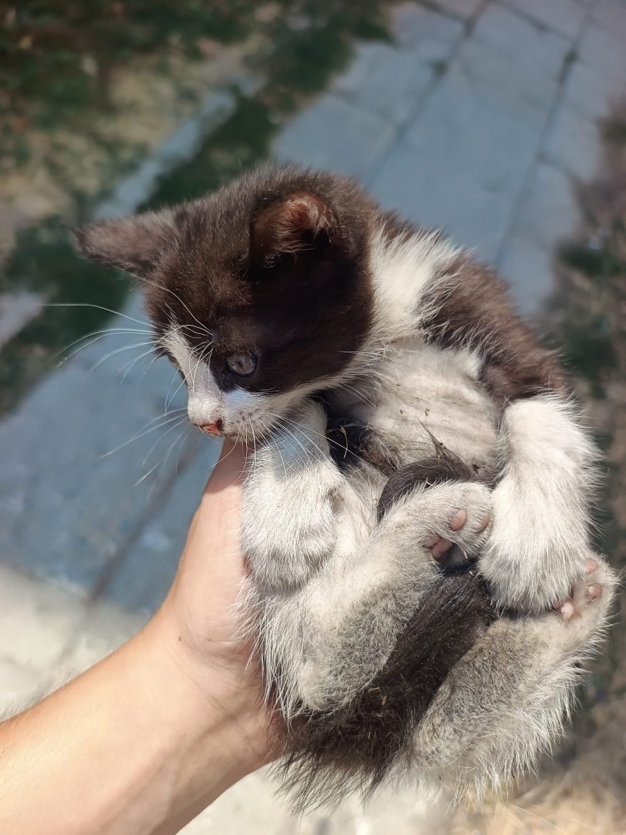 Acest pisicuț își caută urgent familie!