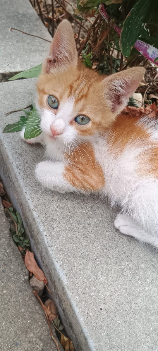 Pisoi in căutare de casuta
