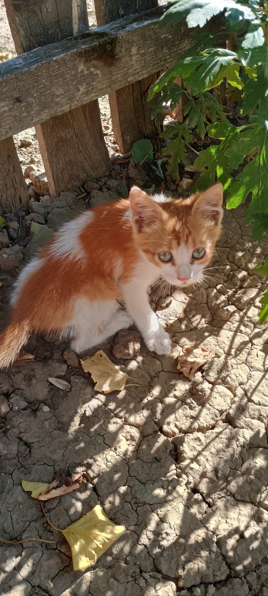 Pisoi caută casuta