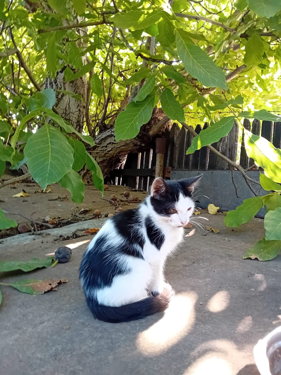 Ofer spre adopție