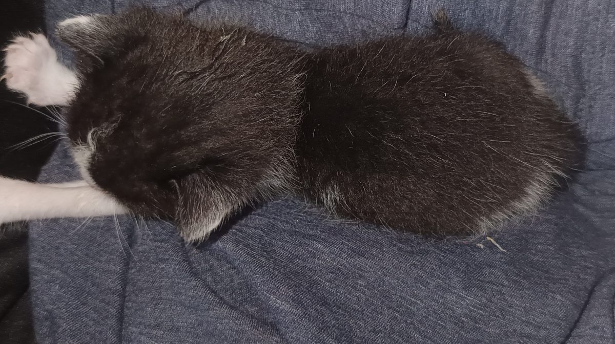 Adopție pisicuță