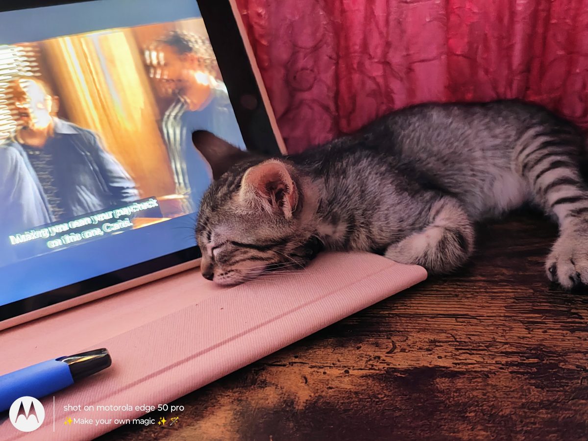 Adopție 4 pisoiași