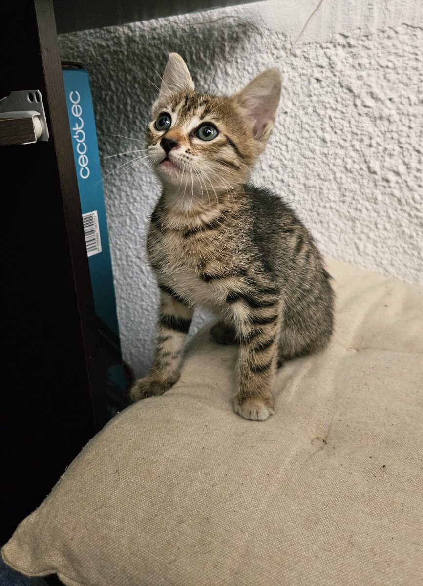 Un suflet mic își cauta brațele care o vor ține mereu acasă