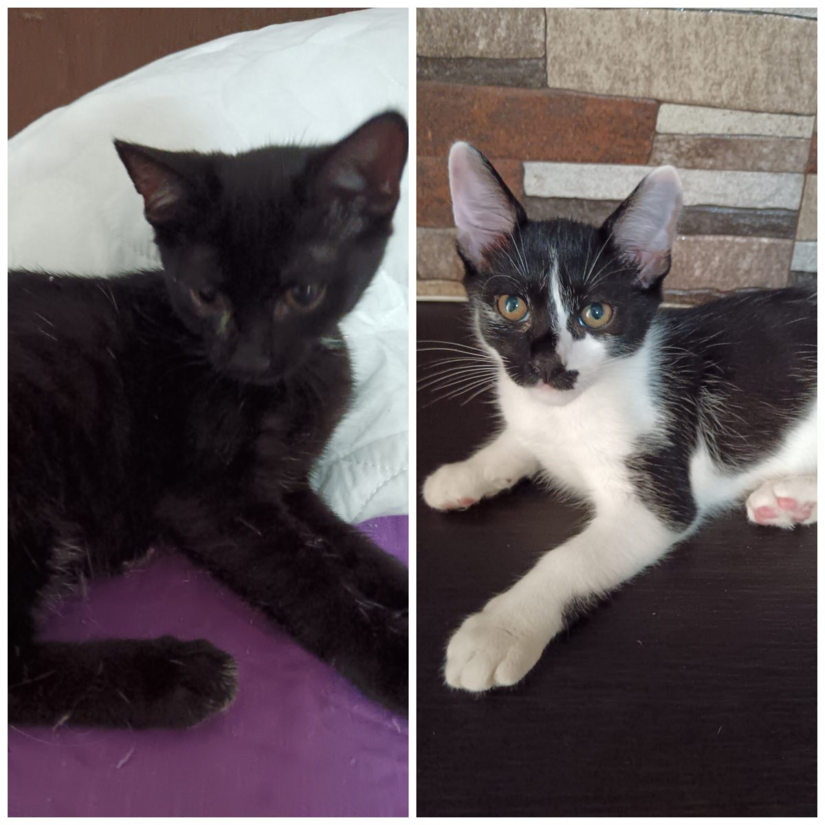 Adopție pisici