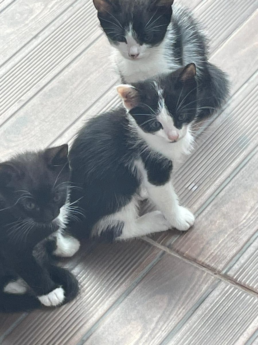 2 motănei și o pisicuță metis
