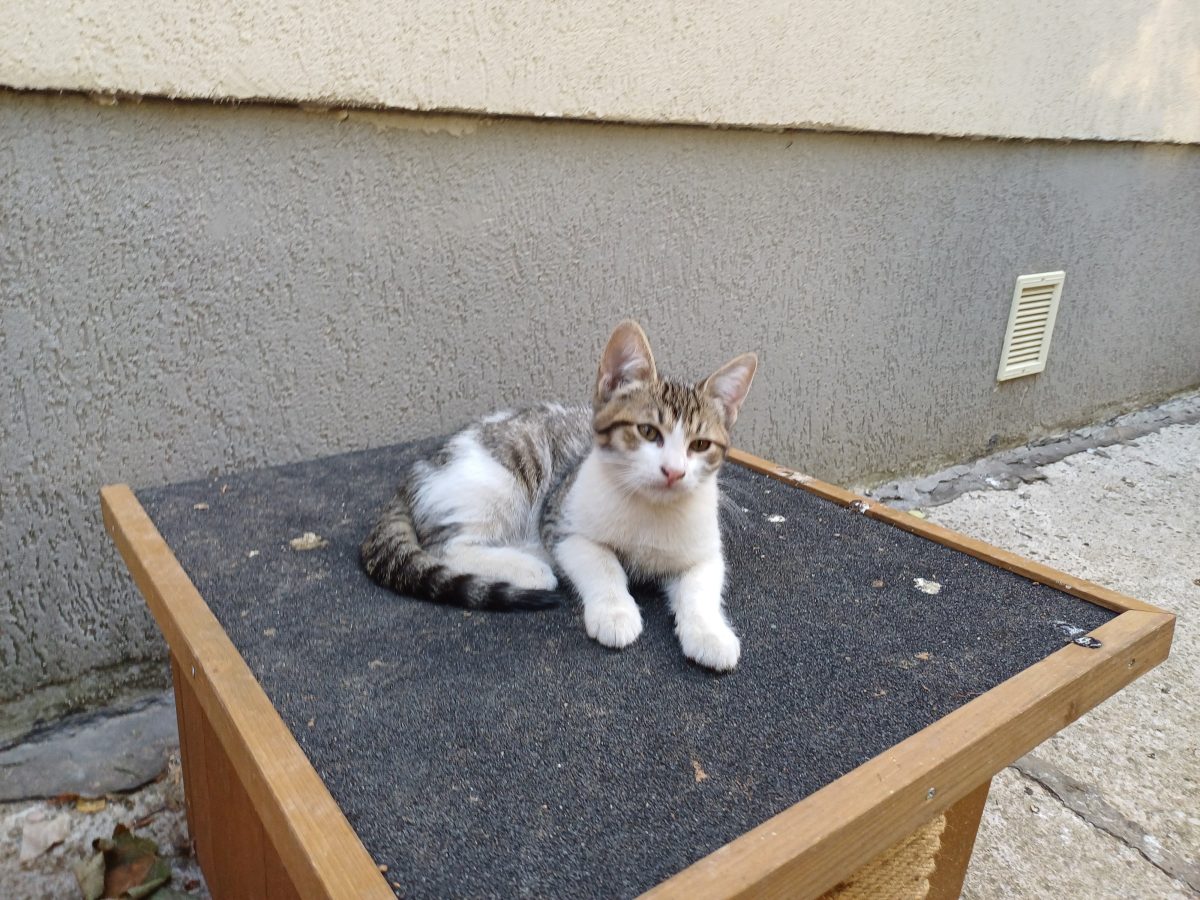 Spre adoptie / Inimioară ❤️