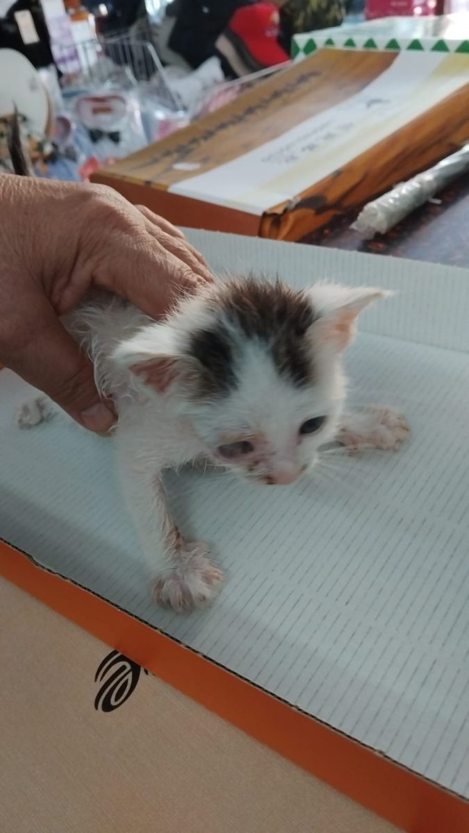 Adopții pisici