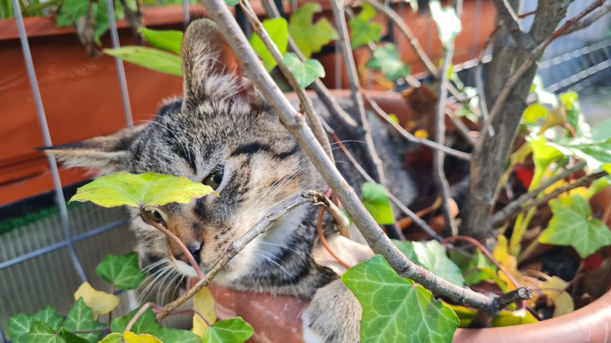 Adopții pisici