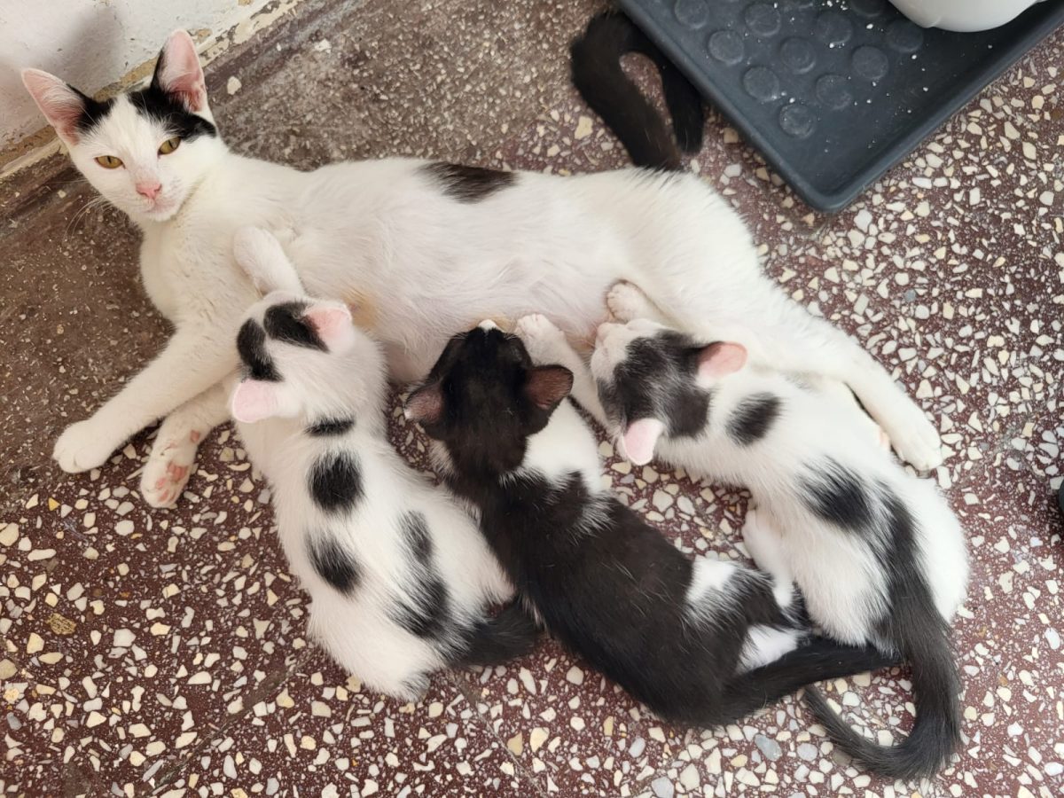Adopții pisici