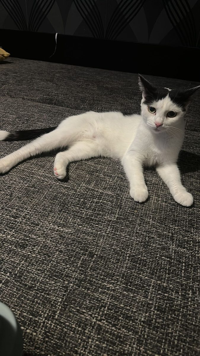 Adopții pisici
