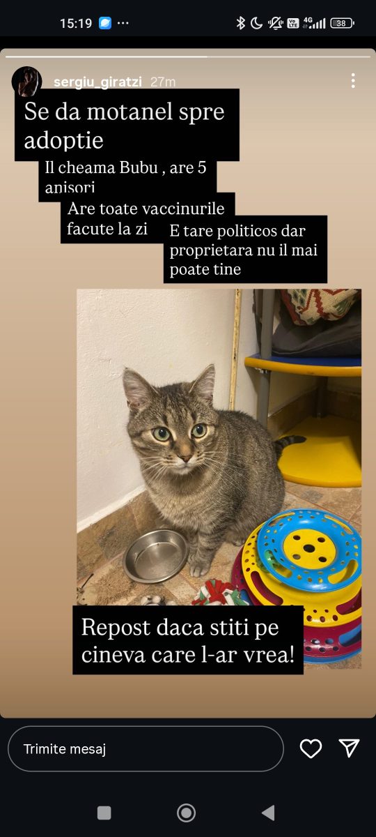 Adopții pisici