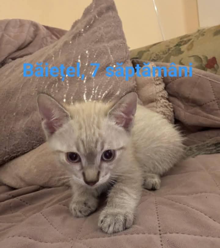 Adopții pisici