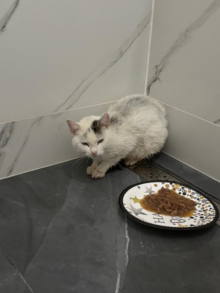 Adopții pisici