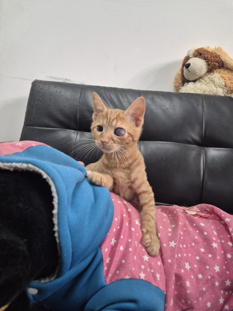 Adoptie motanel 4 luni