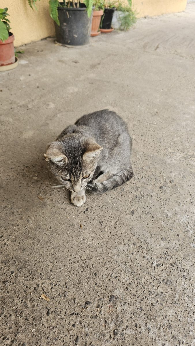 4 puiuti cauta adapost