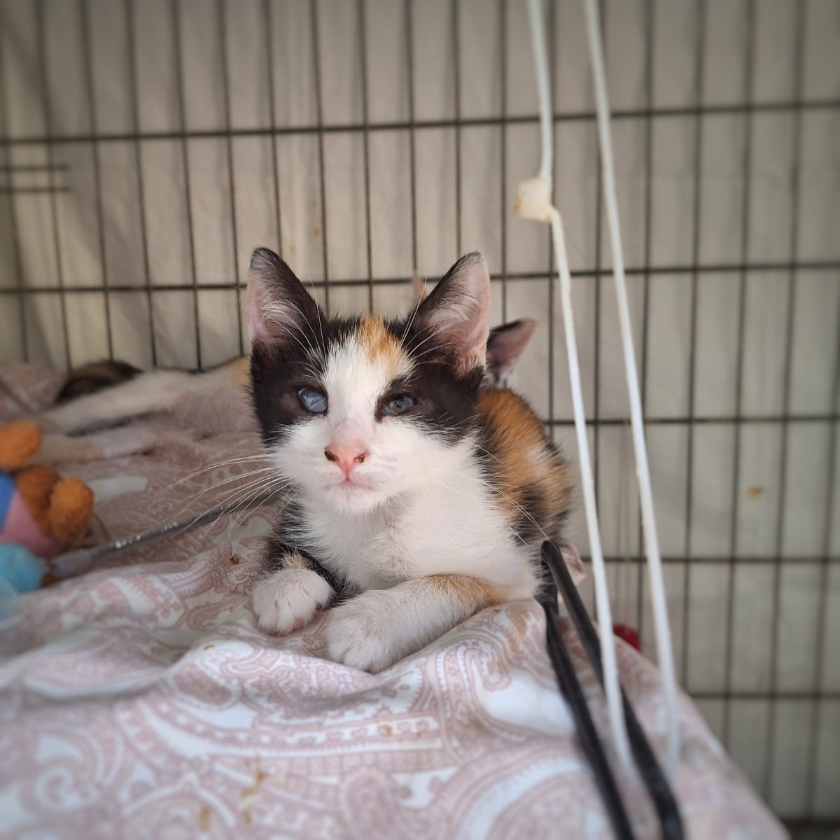 Tu ai adopta o pisică urâtă?