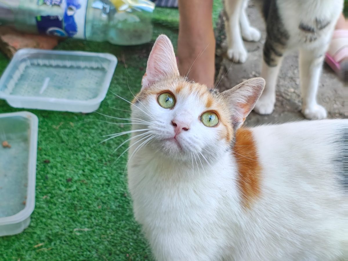 Luna, o minune de pisică
